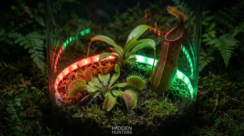 国产主播植物视频-食虫植物微距视频拍摄